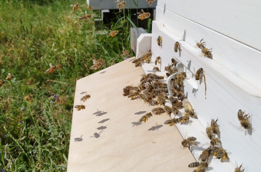 Honigbienen & Wohnbau – geht das?