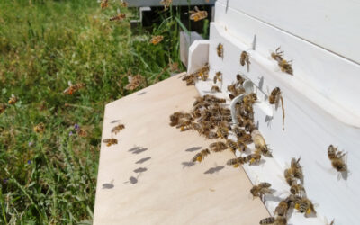 Honigbienen & Wohnbau – geht das?