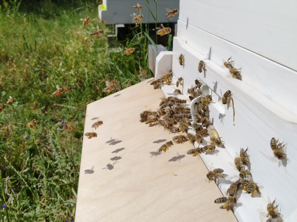 Bienenstock Bienen vor dem Bienenstock